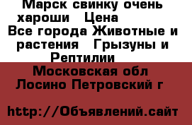 Марск свинку очень хароши › Цена ­ 2 000 - Все города Животные и растения » Грызуны и Рептилии   . Московская обл.,Лосино-Петровский г.